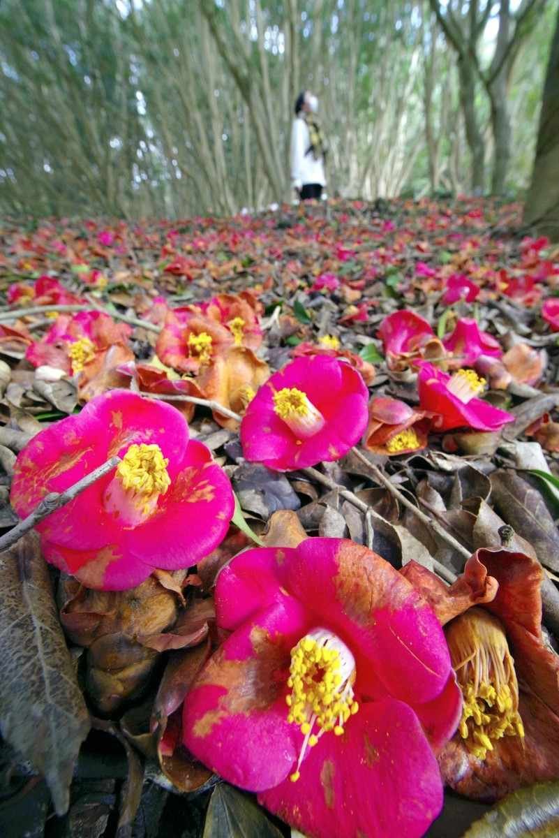 ⛰️ 가사산 정상 전망대 (가사야마 산초 텐보다이) 이미지 7